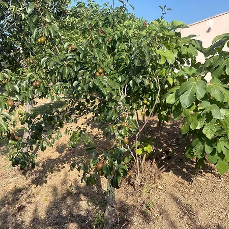 Holiday home Entre Et Maquis- Maison Avec Piscine Privee - 8 Minutes Tizzano *