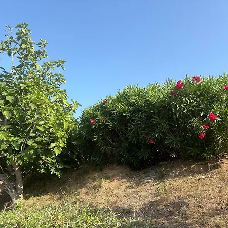 Entre Et Maquis- Maison Avec Piscine Privee - 8 Minutes Tizzano * Sartene (Corsica)