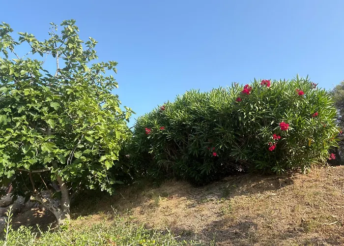 Entre Et Maquis- Maison Avec Piscine Privee - 8 Minutes Tizzano * Sartène